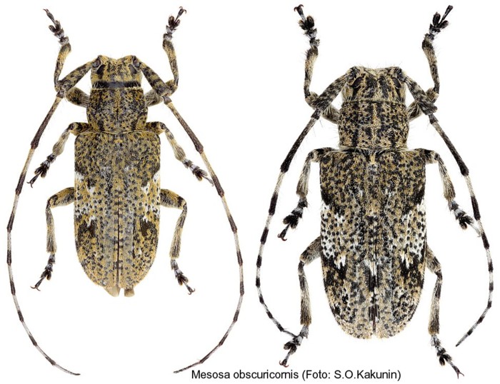 mesosa_obscuricornis.jpg