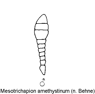 mesotrichapion_amethystinum_f.gif