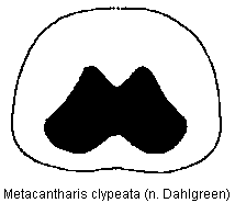 metacantharis_clypeata_hsch.gif