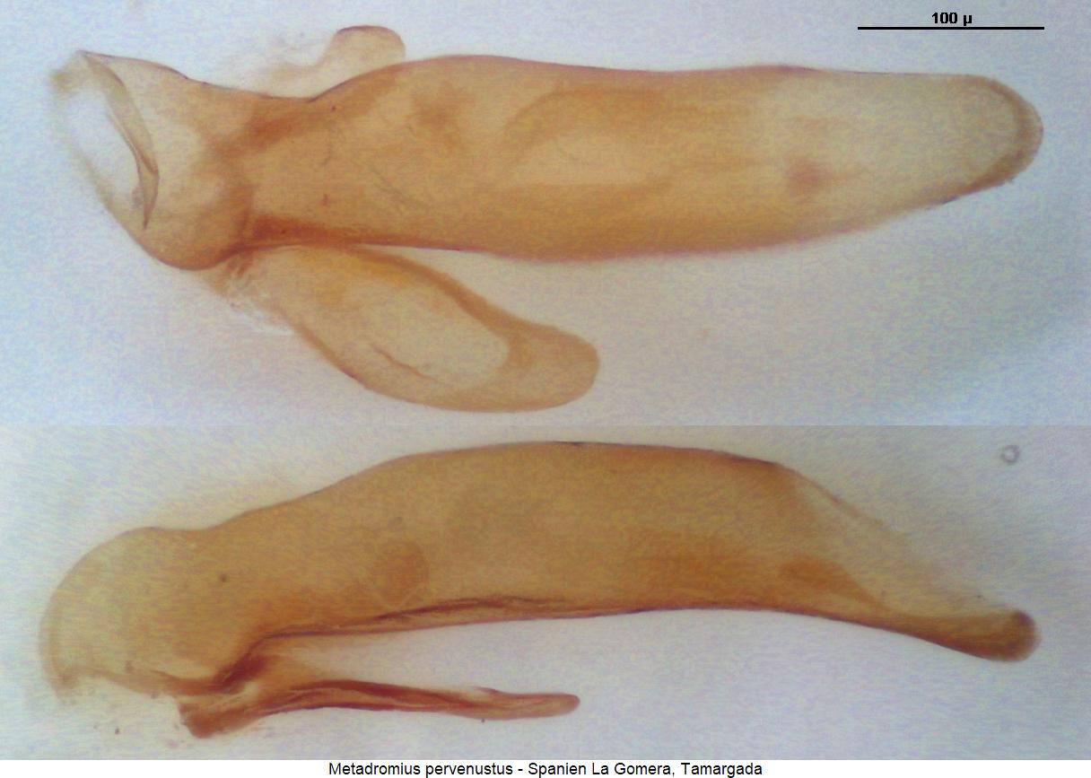 metadromius_pervenustus.jpg