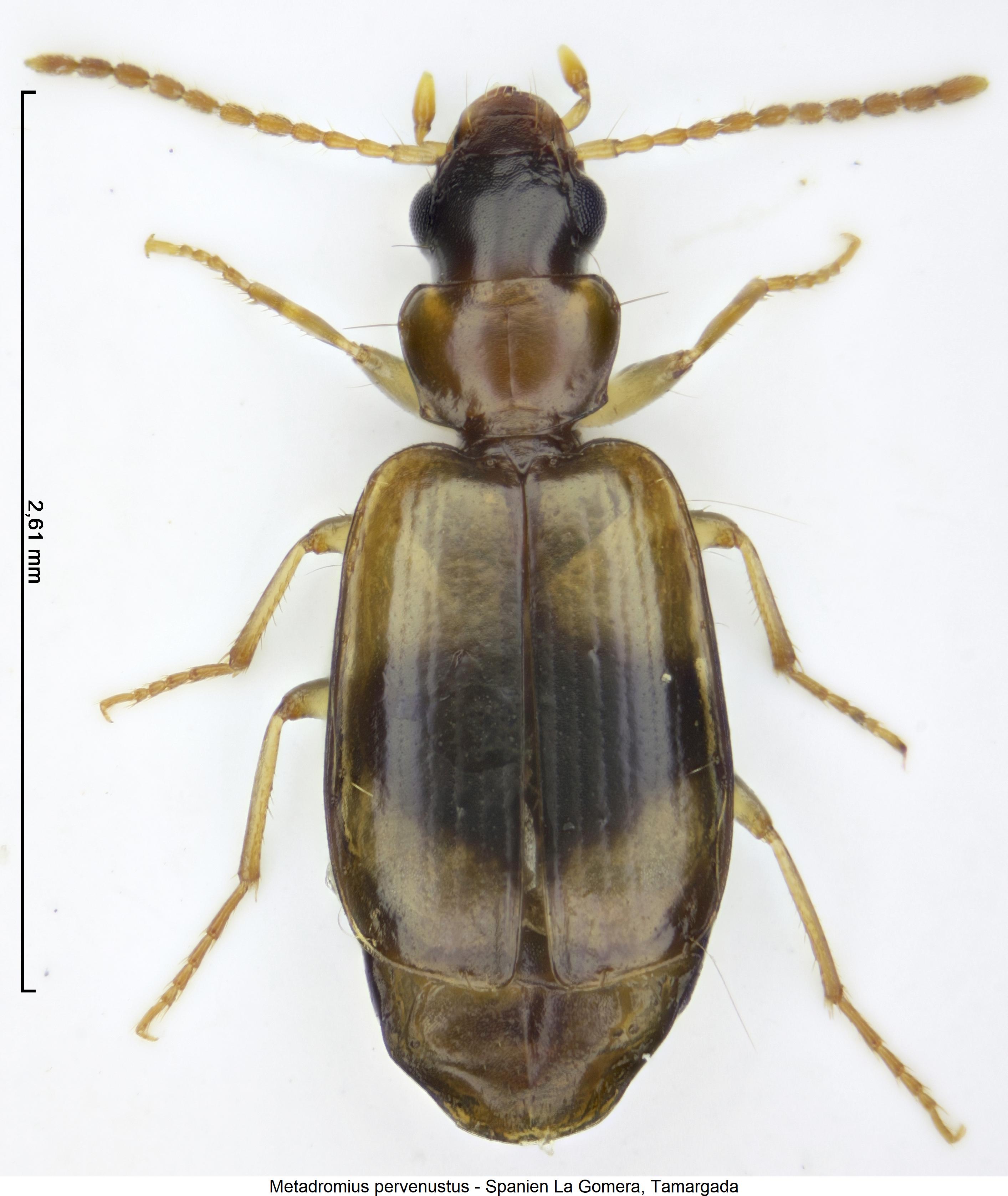 metadromius_pervenustus_hab.jpg