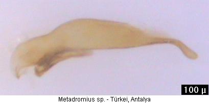 metadromius_sp.jpg