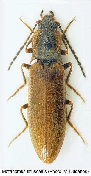 metanomus_infuscatus_hab.jpg