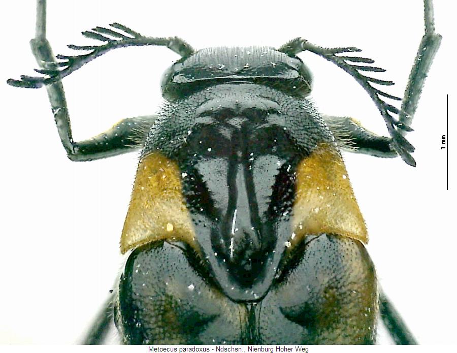 metoecus_paradoxus_vk.jpg