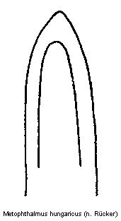 metophthalmus_hungaricus.gif