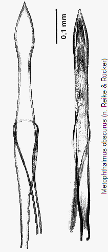 metophthalmus_obscurus.gif