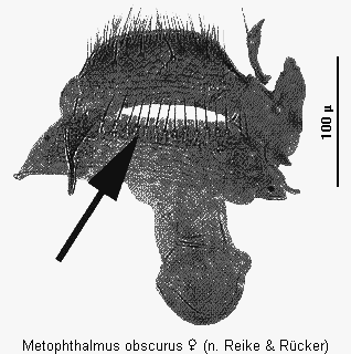 metophthalmus_obscurus_st.gif