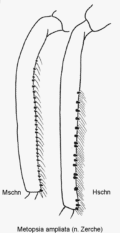 metopsia_ampliata_m_mschn.gif