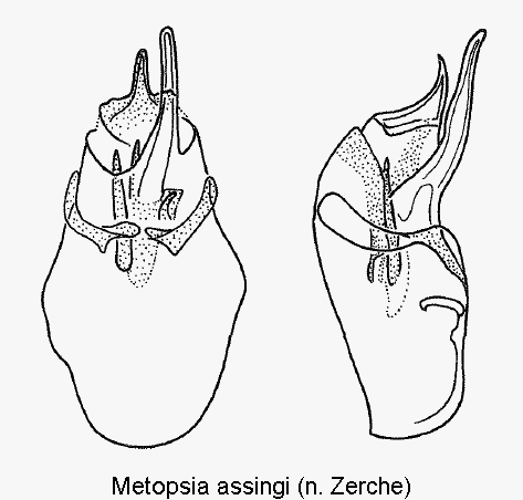 metopsia_assingi.gif