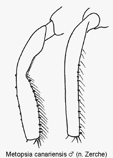 metopsia_canariensis_m_mschn.gif