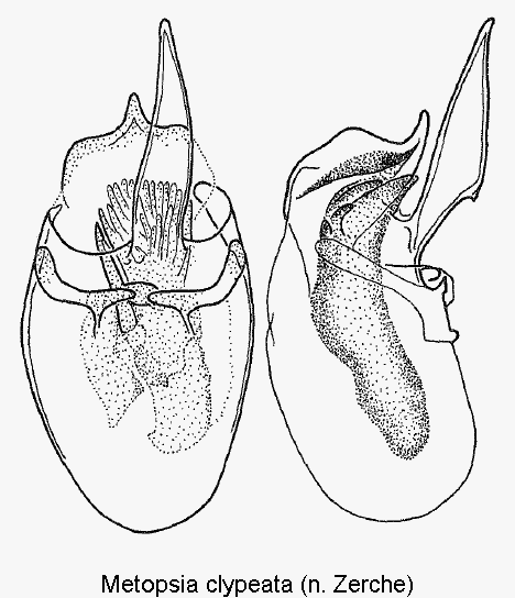 metopsia_clypeata1.gif