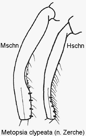 metopsia_clypeata_m_mschn.gif