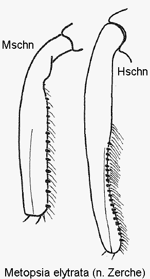 metopsia_elytrata_m_mschn.gif