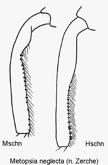 metopsia_neglecta_mschn.gif