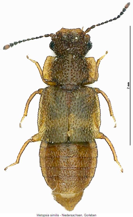 metopsia_similis_hab.jpg