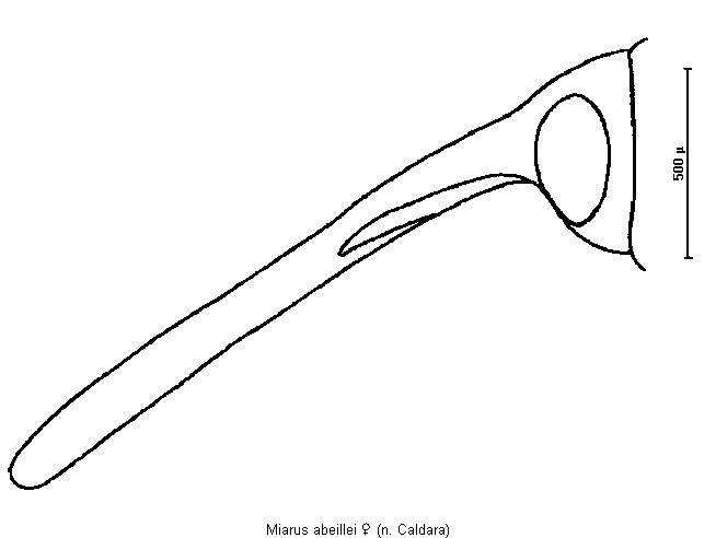 miarus_abeillei_k.gif