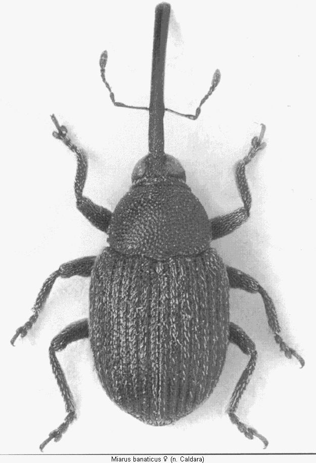 miarus_banaticus_hab.gif