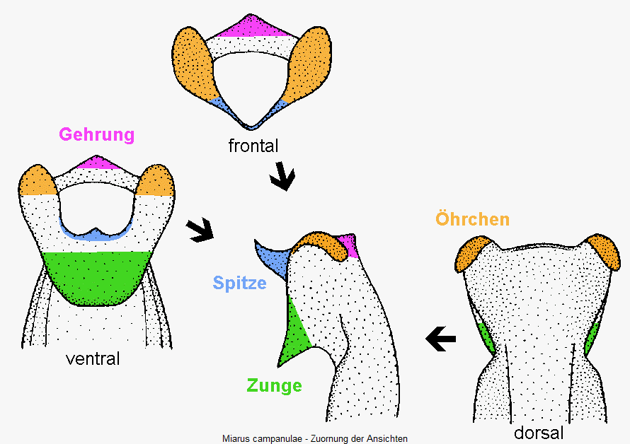 miarus_campanulae_bunt.gif