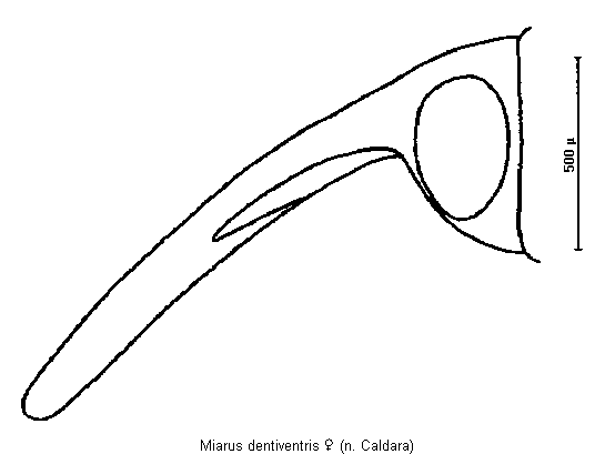 miarus_dentiventris_k.gif