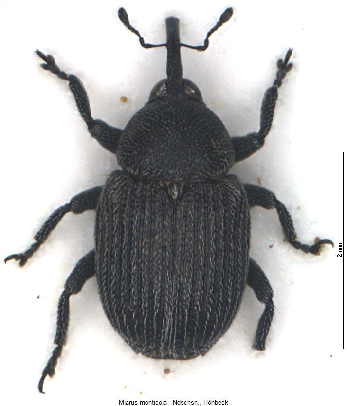 miarus_monticola_hab.jpg