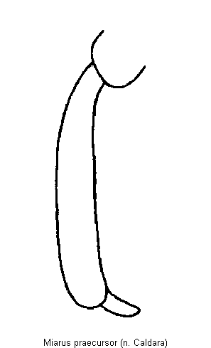 miarus_praecursor_vschn.gif