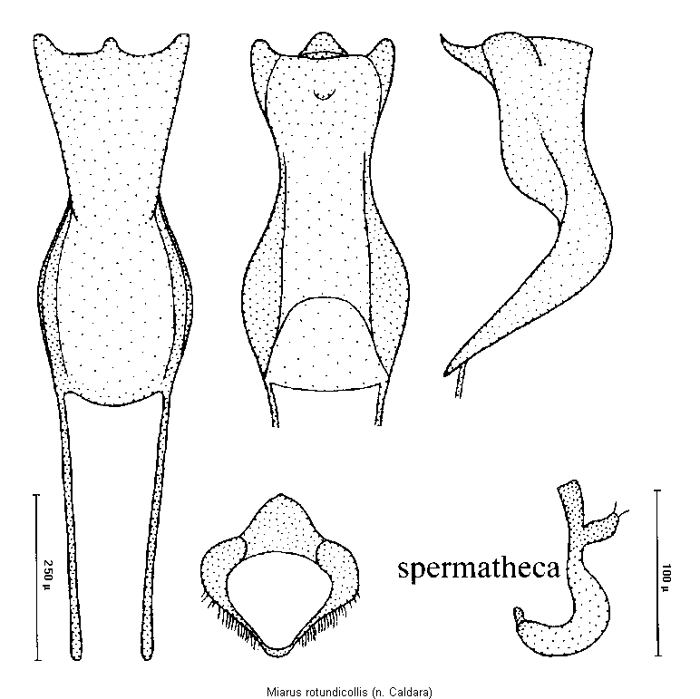 miarus_rotundicollis.gif