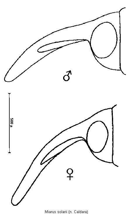 miarus_solarii_k.gif