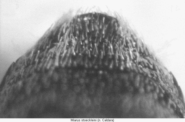 miarus_stoeckleini_abd.gif