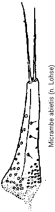 micrambe_abietis_pm.gif