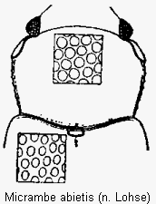 micrambe_abietis_vk.gif