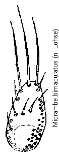 micrambe_bimaculatus_pm.gif