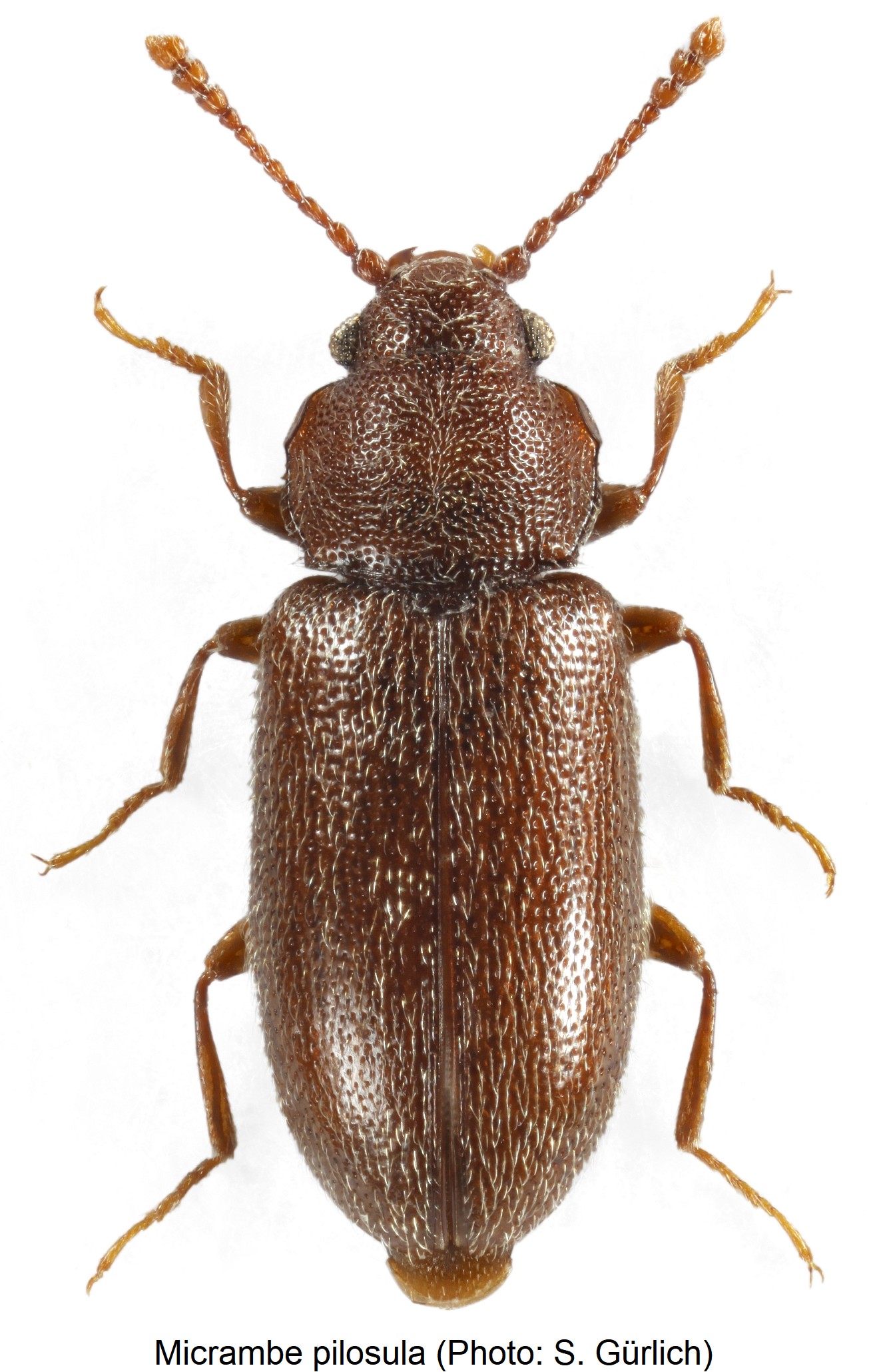 micrambe_pilosula_hab.jpg