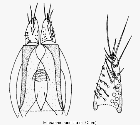 micrambe_translata.gif