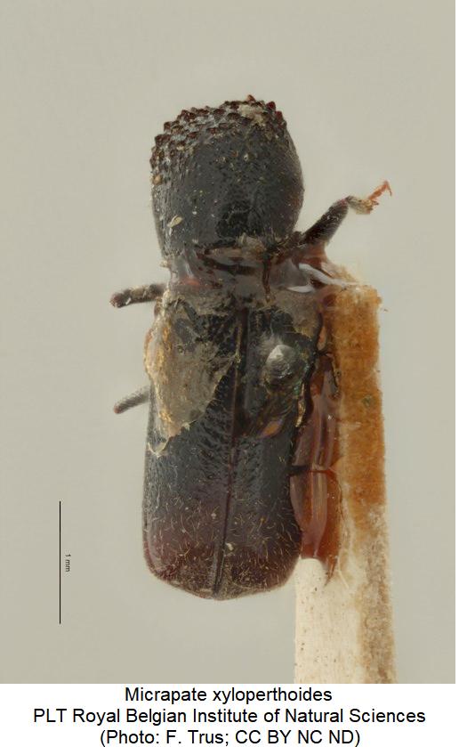 micrapate_xyloperthoides_hab.jpg
