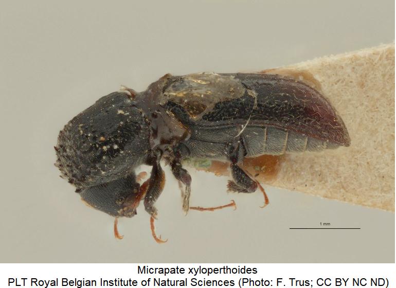micrapate_xyloperthoides_sa.jpg