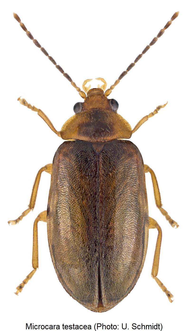microcara_testacea_hab.jpg