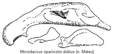 microdaccus_dubius.gif