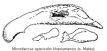 microdaccus_kharoumensis.gif