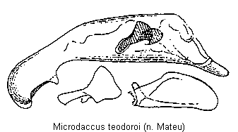 microdaccus_teodoroi.gif
