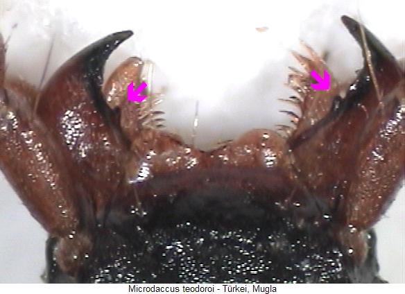 microdaccus_teodoroi_mandibeln.jpg