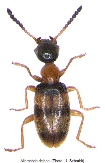 microhoria_dejeani_hab.jpg