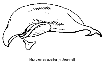microlestes_abeillei.gif