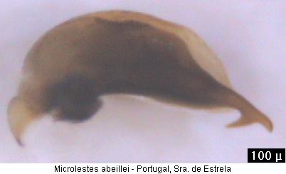 microlestes_abeillei.jpg