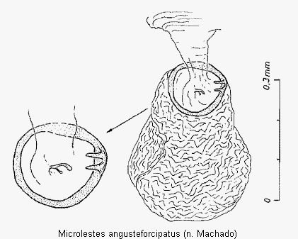 microlestes_angusteforcipatus_ar.gif