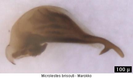 microlestes_brisouti.jpg