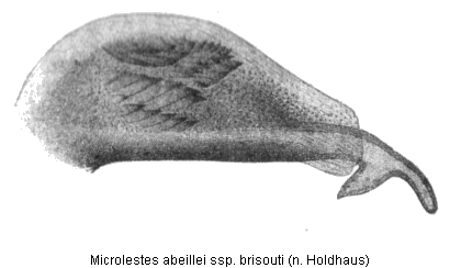 microlestes_brisouti_hh.gif