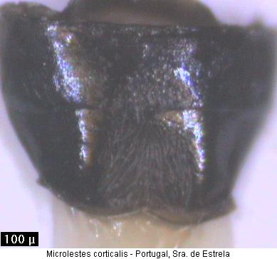 microlestes_corticalis_as.jpg