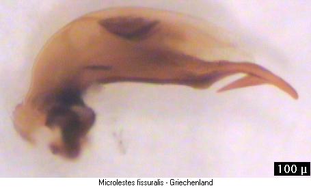 microlestes_fissuralis.jpg