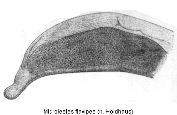 microlestes_flavipes_hh.gif