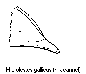 microlestes_gallicus.gif